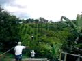 ligre volador