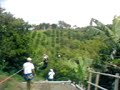 ligre volador