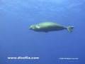 Scuba Diving in Niihau, Hawaii - Monk Seal