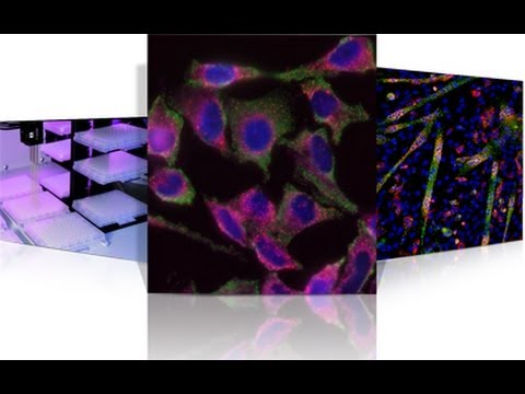 how to isolate chromosomal dna