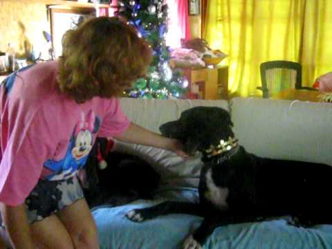 dogue allemand