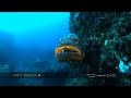 Feather star and whale shark highlights of dive Feather star and whale shark highlights of dive