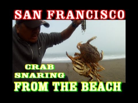 how to measure mud crab size qld