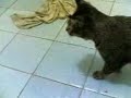 Culik is My Cute Cat
