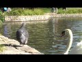 Baby Swans (Cygnets) in SF (2012)