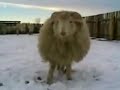 Боря , кончай! злой Баран !!