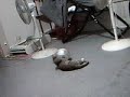 Cat\ Cat\