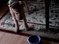 Meg is really hungry
