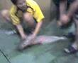 bigger catfish