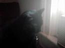 MY BLACK CAT