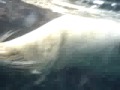 Swimming with Sea Lions