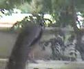 Peacock at home