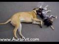 Bullmastiff video