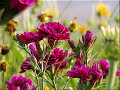 marjo-les-chats-sauvages-with-lyrics.html