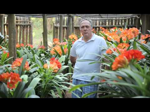 how to fertilize clivia
