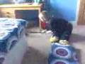 videos de the midget vs teddy 1