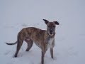 Harvey the Lurcher & Glen the Greyhound enjoying life Harvey the Lurcher & Glen the Greyhound enjoying life