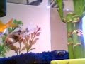 Fish Madness 2 Fish Madness 2