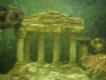 Acquarium with Discus,Betta Splendens,Lebistes,Red cap Oranda,Carassius carassius and other!