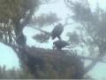12/28/08 12:27 PM Mom Eats prey then calls dad in to finish it off Maine Bald Eagle 12/28/08 12:27 PM Mom Eats prey then calls dad in to finish it off Maine Bald Eagle