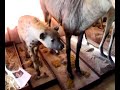 Animais embalsamados