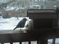 feeding gray jay feeding gray jay