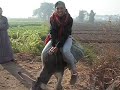 donkey-riding.html