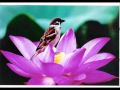 From Songs of the Woodcutter: Ryokan...a video by translator Larry Smith