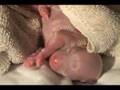 Dog Birth- Part 1- Pregnant, Labor and Birth!