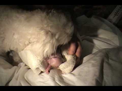 how to care for a pregnant lhasa apso