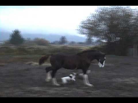 PANACHE MERLYN - Hackney Horse colt for sale