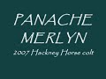 PANACHE MERLYN - Hackney Horse colt for sale