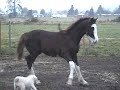PANACHE MERLYN - Hackney Horse colt for sale