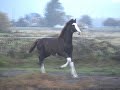 PANACHE MERLYN - Hackney Horse colt for sale