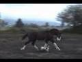 PANACHE MERLYN - Hackney Horse colt for sale