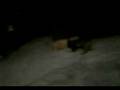 videos de Our Daschund - Goofy