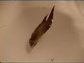 A fish named Degu