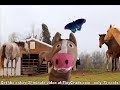 Horse - If Your Children Enjoy Baby Einstein Or Thomas The Tank Engine, They Will Love This Also!