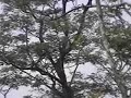 08003蜂鷹野放二