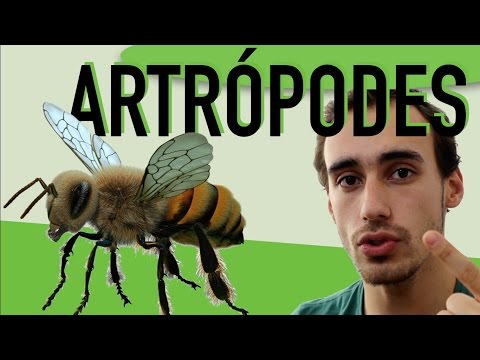 artropode - Olha a barata!!! Quer organizar a sua estratégia de estudos de uma maneira inteligente? Então leia o nosso livro! (http://hotmart.net.br/show.html?a=A1058799...
