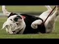 UGA VII meets the Bulldawg Nation