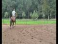 videos de Retreat:Horse - Zilver