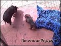 Barbie Q. the pot bellied pig and a cute dachshund playing