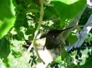 Humming bird nest March 25 2007