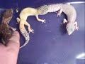 My Leopard Geckos and Fat tail Gecko My Leopard Geckos and Fat tail Gecko