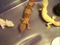 My Leopard Geckos and Fat tail Gecko