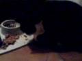 cat eating like a human