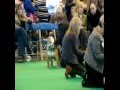 BULLDOG CRUFTS 2009