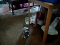 Here puppy