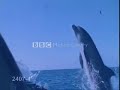 wolves.html
